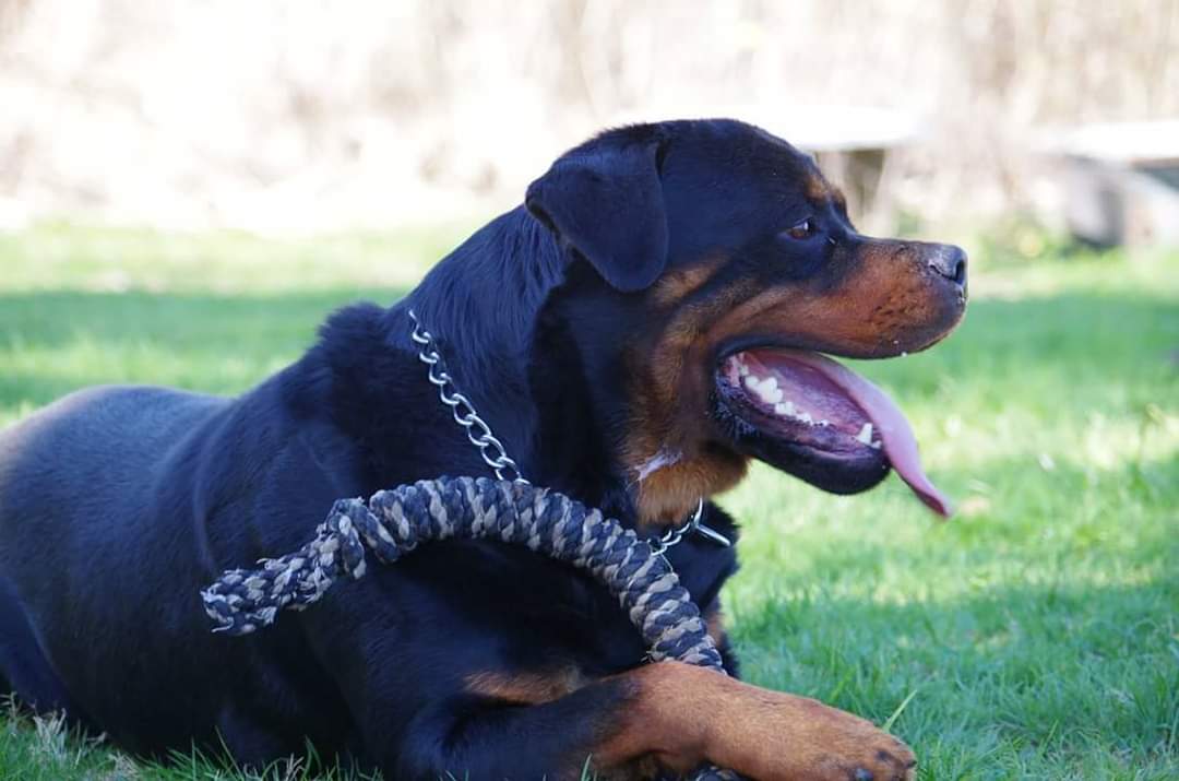 Ostenberg Rottweilers - Toscano Von Kelemen