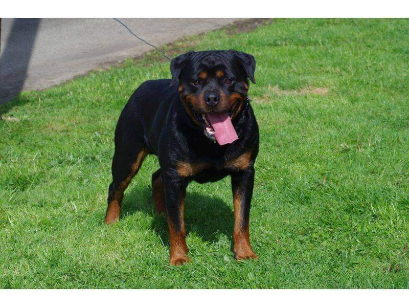 Ostenberg Rottweilers - Toscano Von Kelemen Toscano Von Kelemen