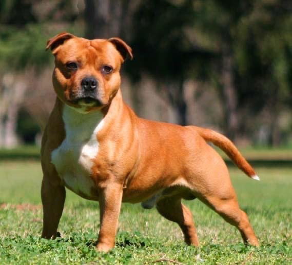 AKC/UKC/CAN/INTL Champion Cresstock's Bitter Pill