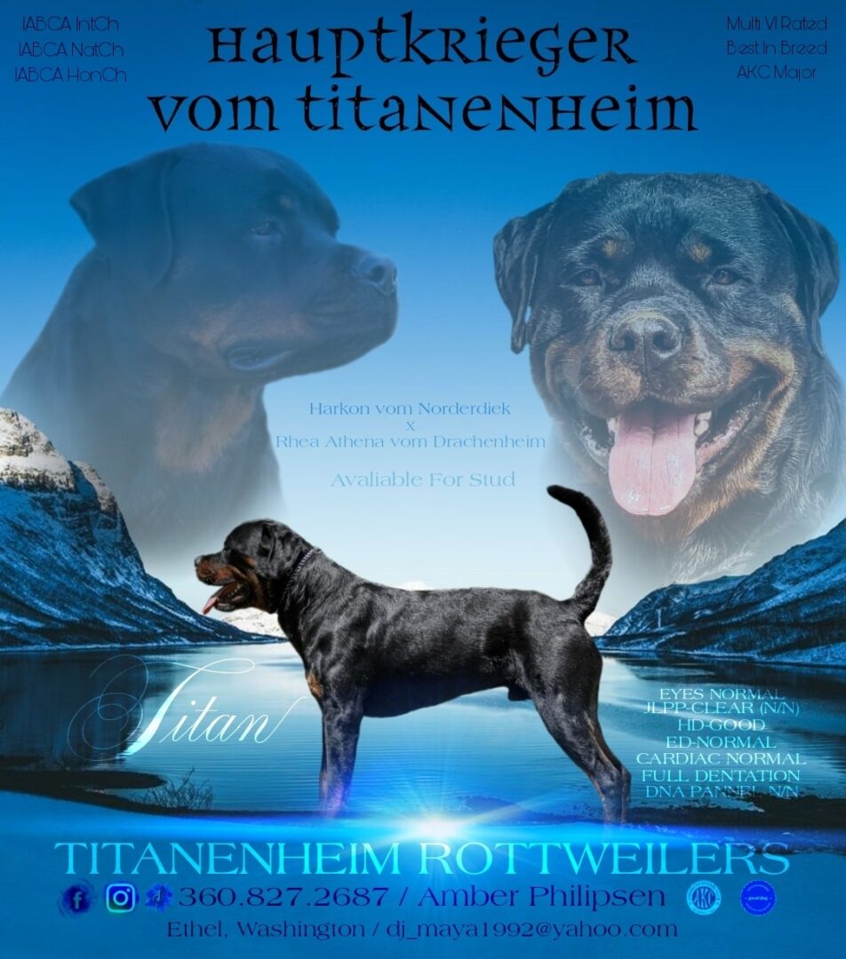 Hauptkrieger vom Titanenheim