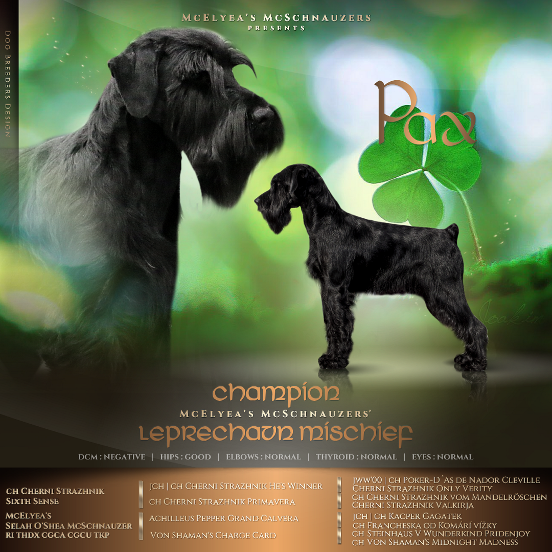 CH McElyea’s McSchnauzers’ Leprechaun Mischief BCAT ATT