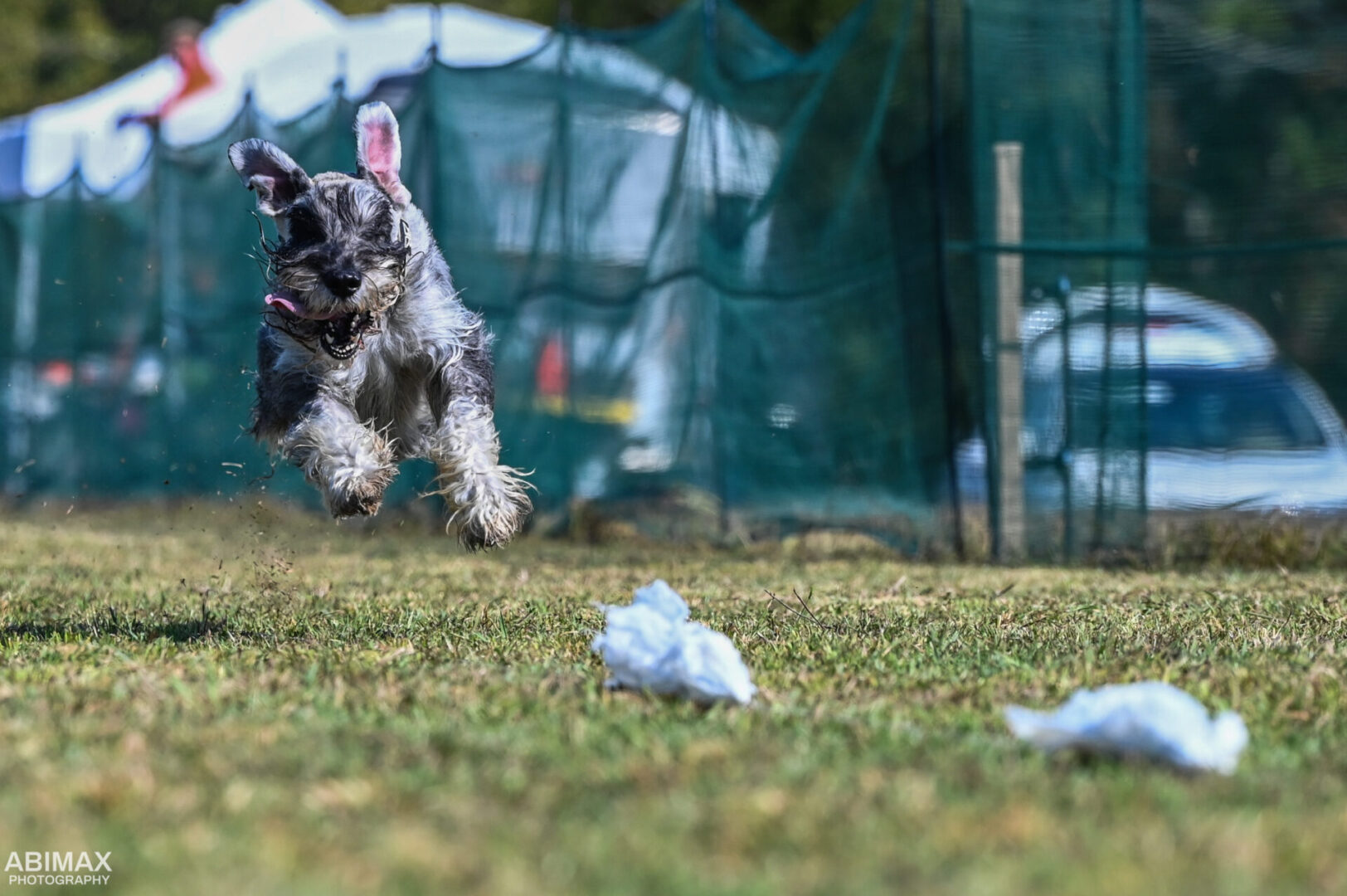 McElyea’s McSchnauzers’ If You Just Smile CA DCAT TKN FITS