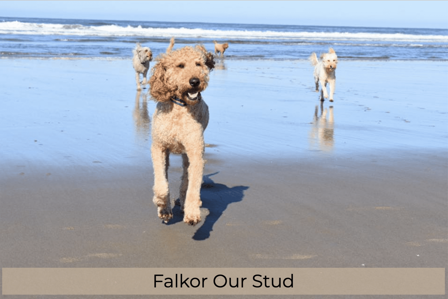 Falkor at the Beach with his Babes