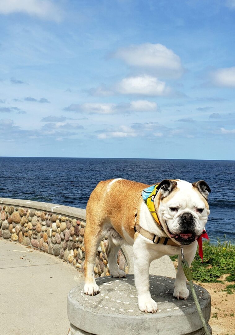 Soldier On English Bulldog