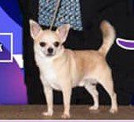 GCH CH Da Ya Think I’M Sexy? Del Stack FDC AX AXJ MXP MJP3 MJPB OF BCAT
