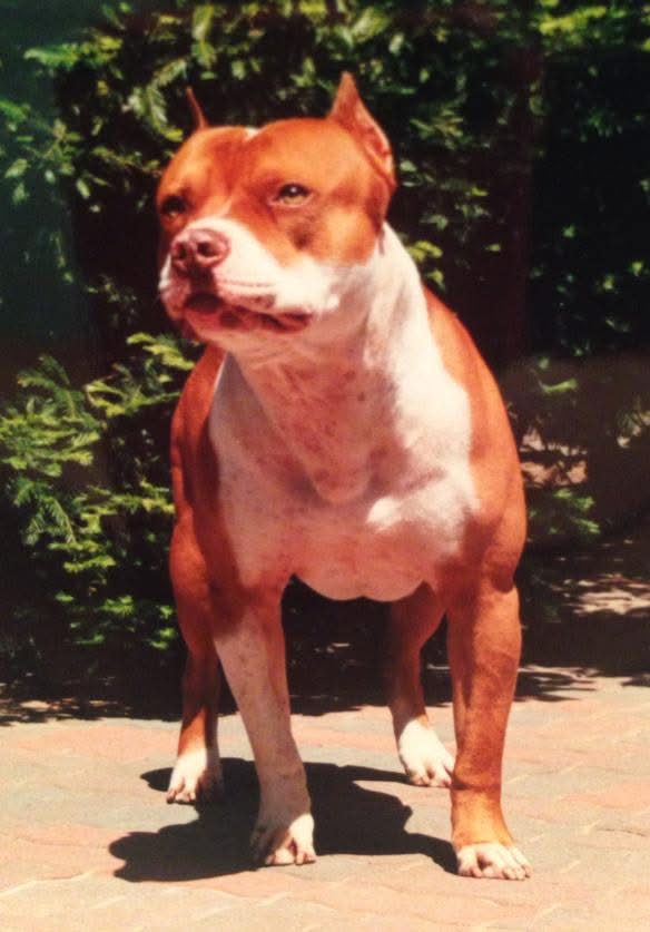 Intl CH. / UKC CH. UCD “PR” Crystal’s Smalltown Bogus , TT, CGC, NAPD, OFA, DNAp