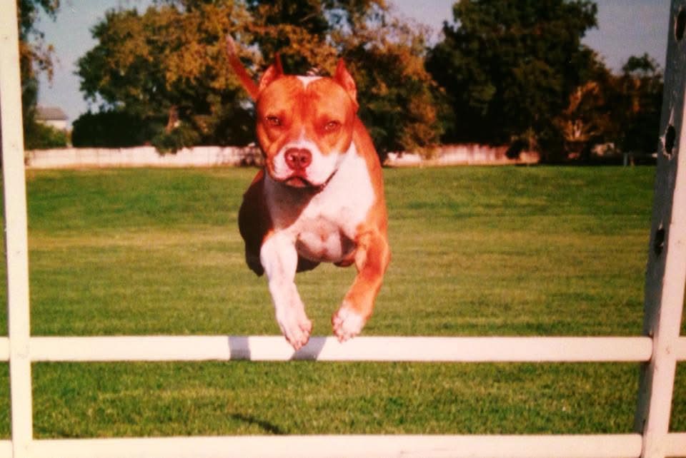 Intl CH. / UKC CH. UCD “PR” Crystal’s Smalltown Bogus , TT, CGC, NAPD, OFA, DNAp
