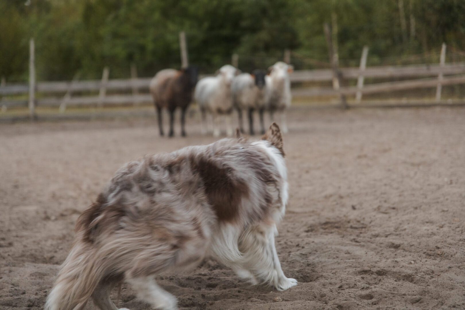 Herding