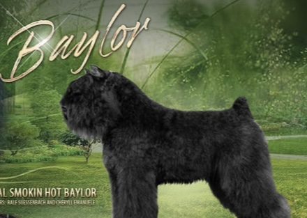 AmGr.Ch. Can.Gr.Ch. I’m Special Smokin’ Hot Baylor