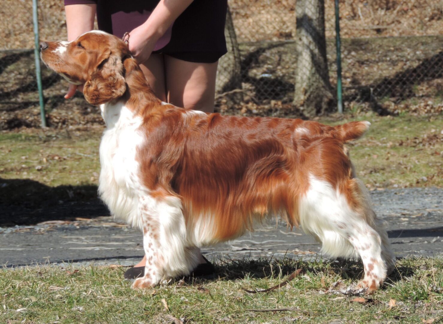 GCH Xanadu’s Man In The Moon JH