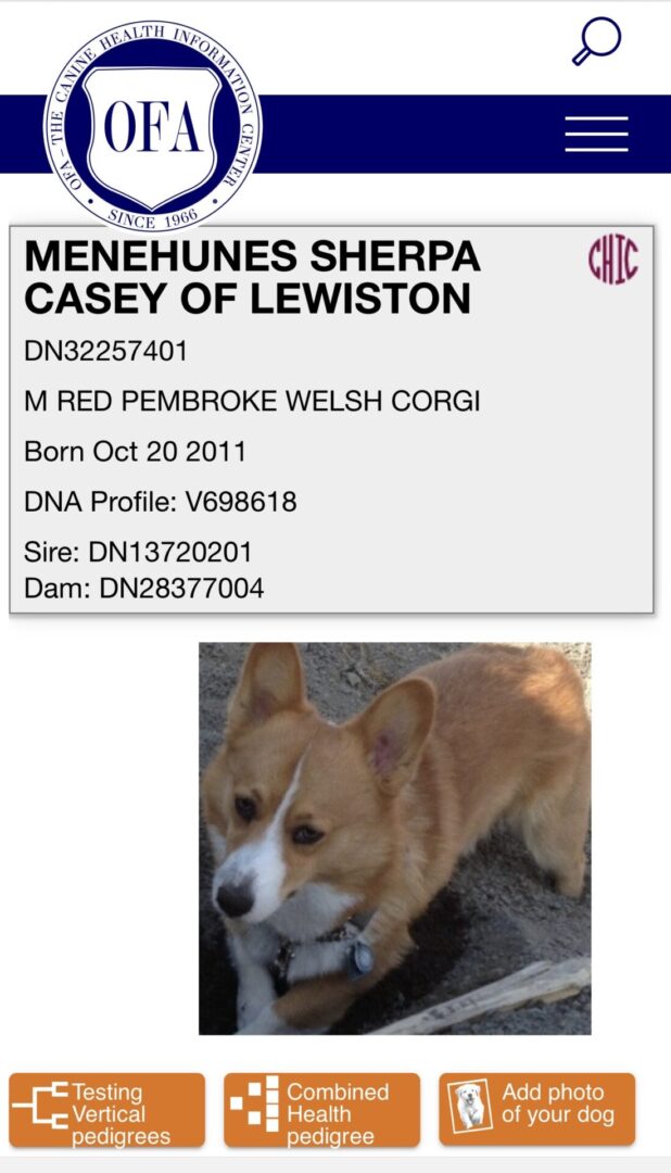 Menehunes Sherpa Casey of Lewiston